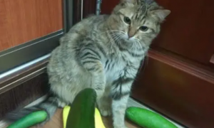 为什么猫咪害怕黄瓜视频在哪看