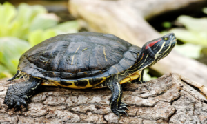 斑点池龟是保护动物吗