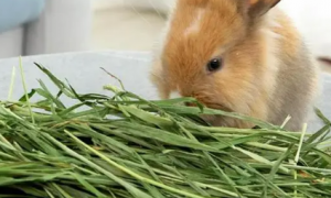小兔子吃兔粮吗