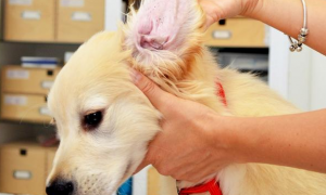 治疗狗狗耳螨特效药