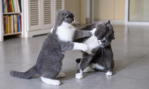 为什么猫咪不爱打架了怎么回事