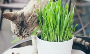 猫草就是小麦草吗