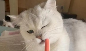 猫咪爱咬笔头是为什么原因