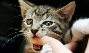猫咪为什么会咬主人的手咬出血