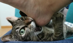 猫咪为什么闻脚会有反应呢