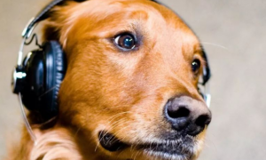 狗狗为什么要戴耳机