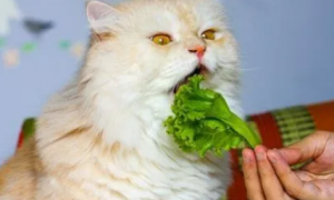 猫咪为什么不爱吃蔬菜