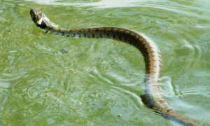 水蛇和泥蛇的区别