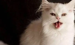 猫咪喉咙响是因为什么原因