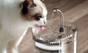猫咪饮水机排行榜