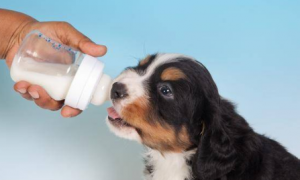 狗狗为什么不能喝奶粉