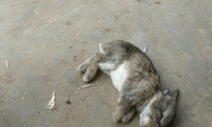 兔子养了一天为什么就死了