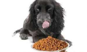 宠物狗不喜欢吃狗粮怎么做