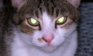为什么猫咪的眼珠会发亮