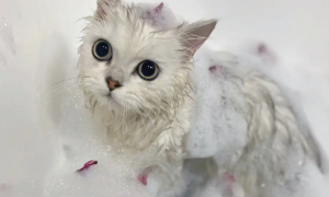 为什么猫咪洗澡会积水