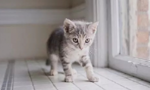 猫咪走路后腿打颤是什么原因
