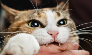 猫为什么咬人之后舔人