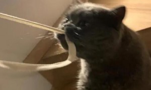 为什么猫咪喜欢小皮筋绳子呢