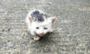 猫跑丢了下雨了怎么找回来呢