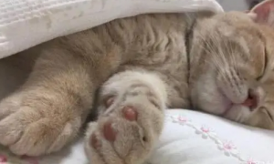 猫睡觉时体温降低