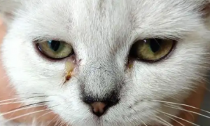为什么猫咪有眼屎呢