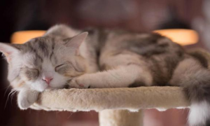 猫猫睡觉为什么会抽搐