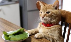 猫咪为什么老是不叫也不吃东西