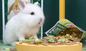 小兔子兔粮每天给多少