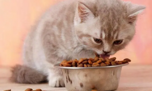 如何喂猫粮是正确的