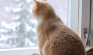猫咪为什么要爬窗子