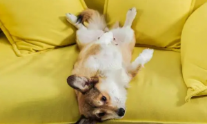 狗狗为什么总蹭沙发睡着了呢