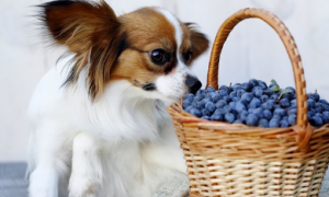 狗狗能不能吃蓝莓啊