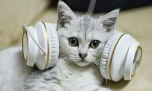 猫咪听见音乐不叫为什么呢