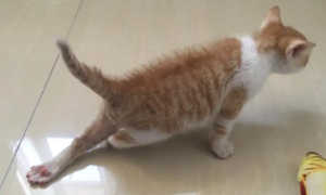 猫咪为什么突然弯着后腿走路