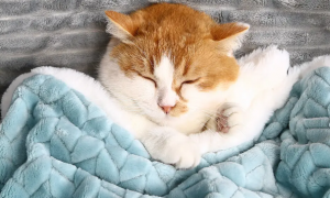 猫咪为什么抱毯子睡呢