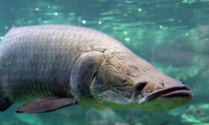 亚马逊鱼类观赏鱼