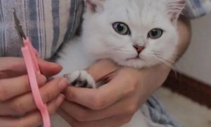 宠物店给猫剪指甲多少钱一次