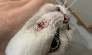 猫咪为什么会抓破头皮肤出血