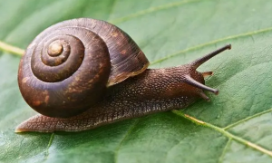 不同品种蜗牛可以混养吗