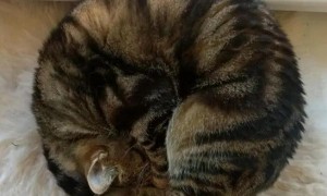 猫咪睡觉为什么喜欢蜷成团睡