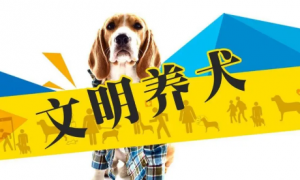 上海养狗法律法规2023