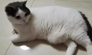 为什么猫咪会有脂肪瘤
