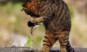 宠物猫吃什么鱼比较好养