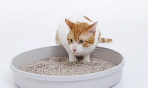 新旧猫砂可以混在一起吗