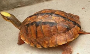 石龟市场价多少钱一斤