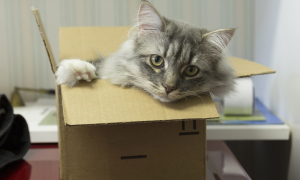 为什么猫咪可以钻进小盒子里