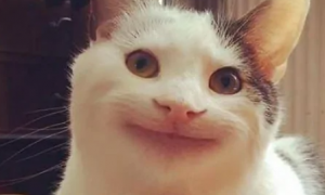 网红丑丑猫为什么会笑
