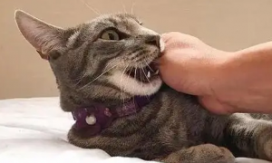 为什么猫咪老是咬人