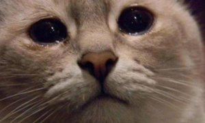 猫猫为什么会流泪
