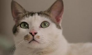 猫咪视力为什么好呢